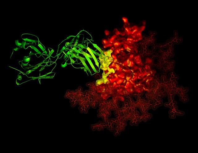 The structure of an antibody latched on to a protein found on the surface of HIV.