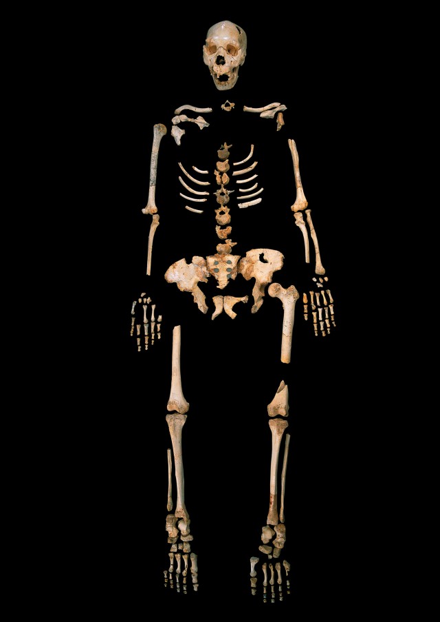A skeleton of Homo heidelbergensis from the cave in question.