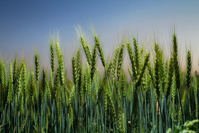 New project compares models of climate's impact on crops, water