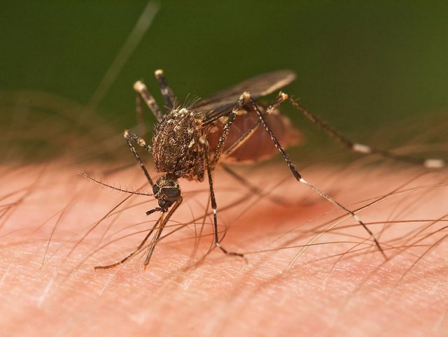 Insecticide-resistant mosquitoes still fall victim to bed nets