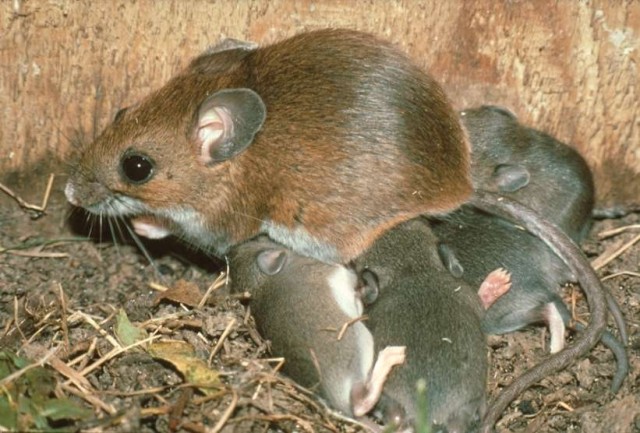 In mice, fear learned by parents is transferred to their offspring | Ars  Technica