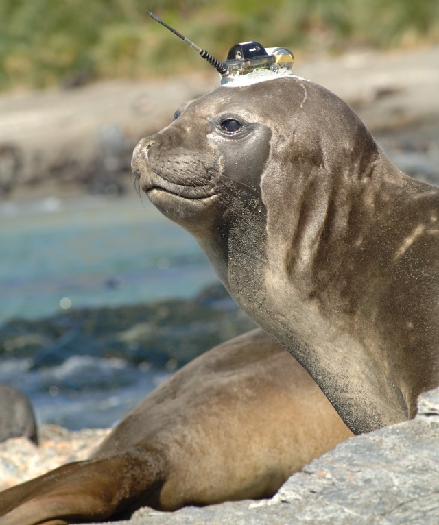 Elephant seal carrying a CTD unit.