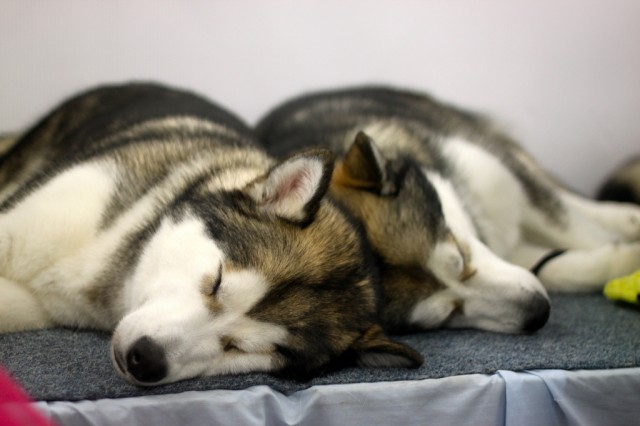 These Alaskan malamutes share a common ancestor with an 11,000 year old tumor.