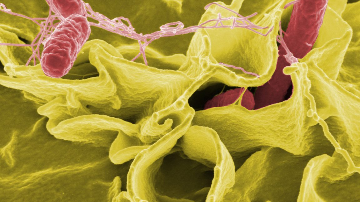 CDC slashed food safety surveillance, now tracks only 2 of 8 top infections