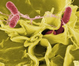CDC slashed food safety surveillance, now tracks only 2 of 8 top infections