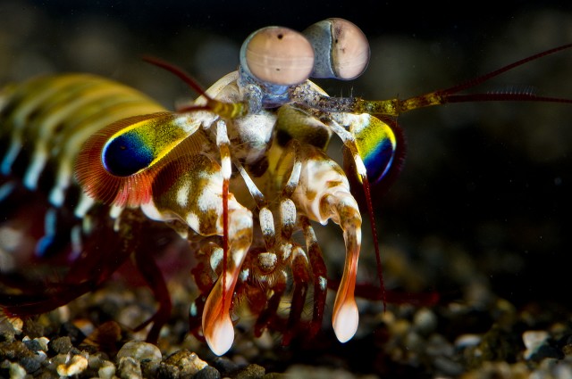 One of the strangest animals on earth gets a little weirder
