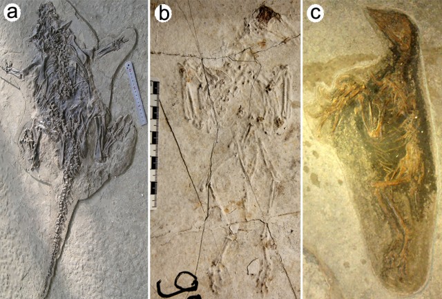 Feathered dinosaur death site is an “animal Pompeii”