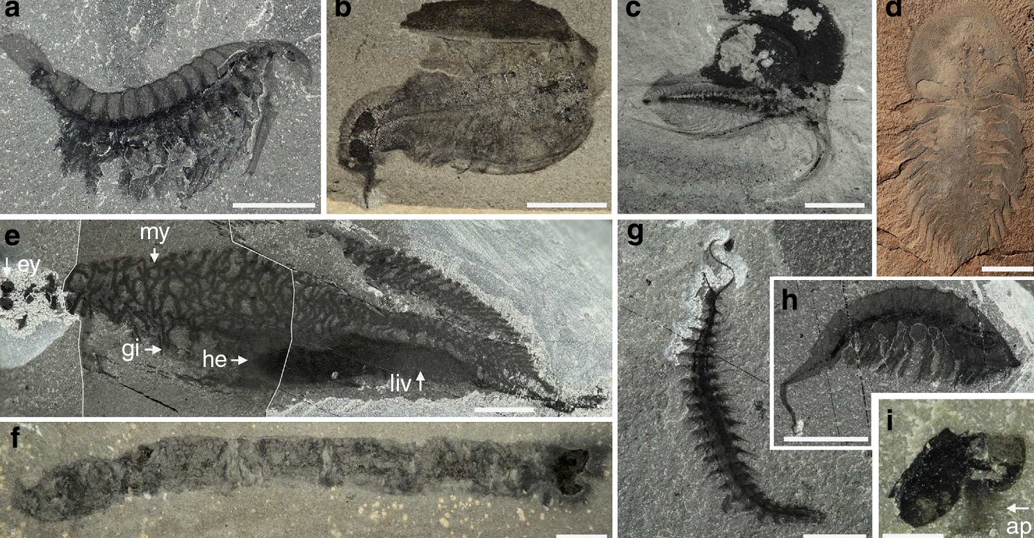 New find hits Cambrian fossil jackpot—again | Ars Technica