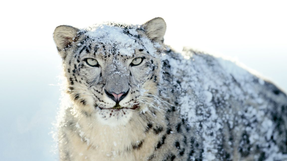 最終値下げ！MacBook Pro snow leopard sddefault.jpg