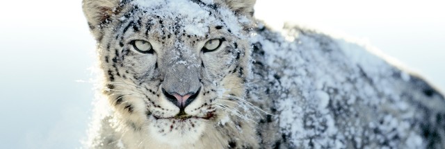mac os list maverick snow leopard