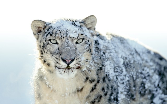 Are You Good At Buy-snow-leopard? Here's A Quick Quiz To Find Out