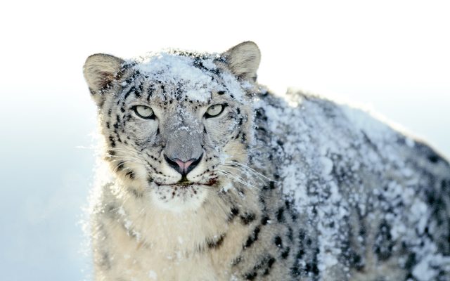 mac os download snow leopard