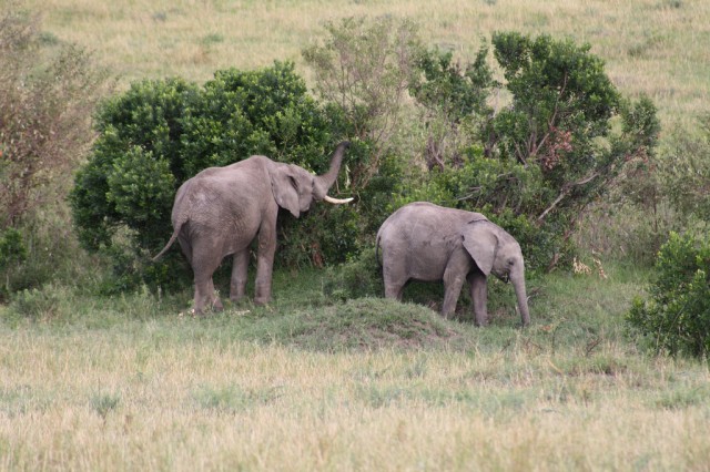 Elephants use their smarts to cope with human threats | Ars Technica