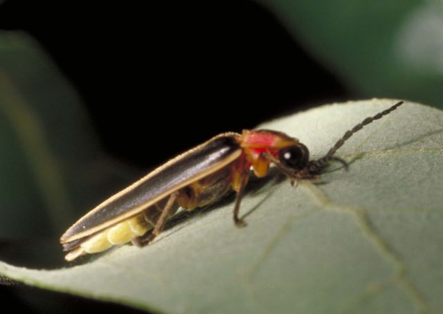 Night workers: how evolution drives the firefly dance – in