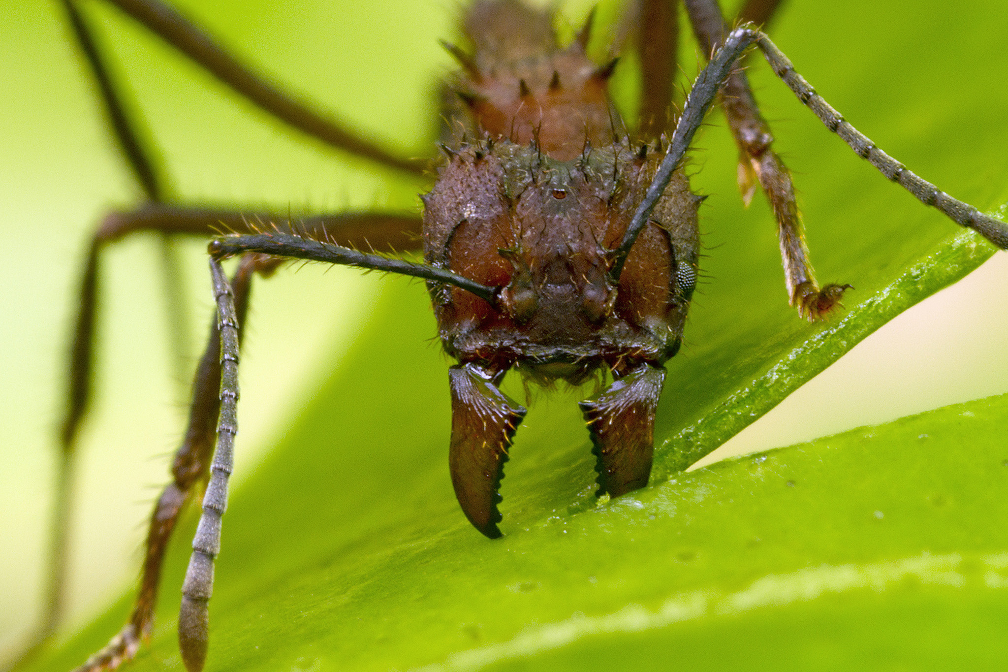 A properly licensed gallery of Alex Wild’s amazing insect photography ...