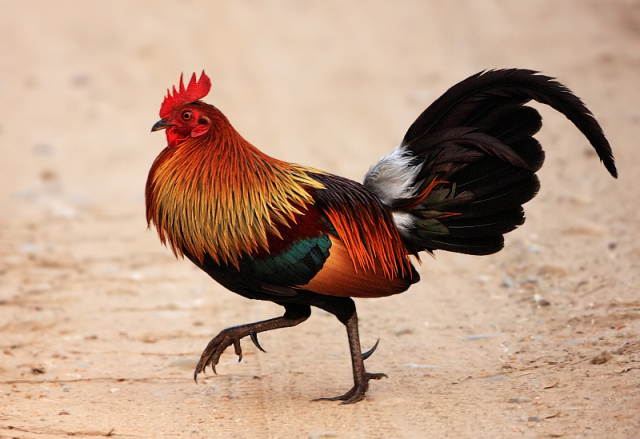 The most likely wild chicken ancestor, photographed in India. 