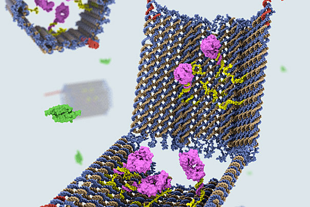 DNA robots crawl across a surface made of DNA.