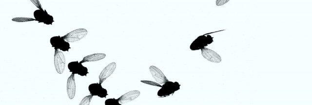 Fruit flies show why swatting at flies is often fruitless | Ars Technica