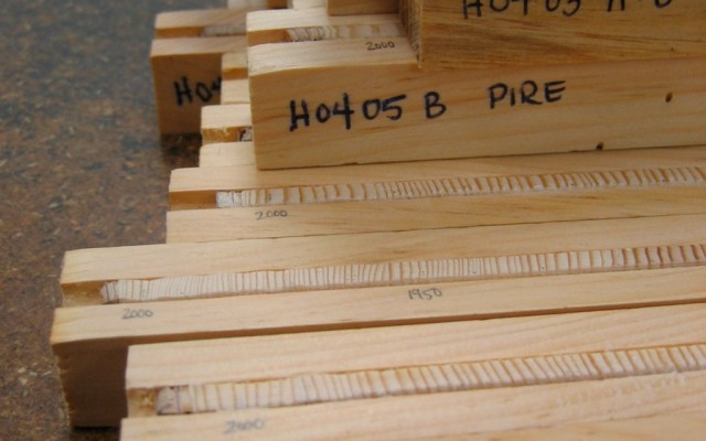 Cores of wood drilled from trees so the annual growth rings can be studied.