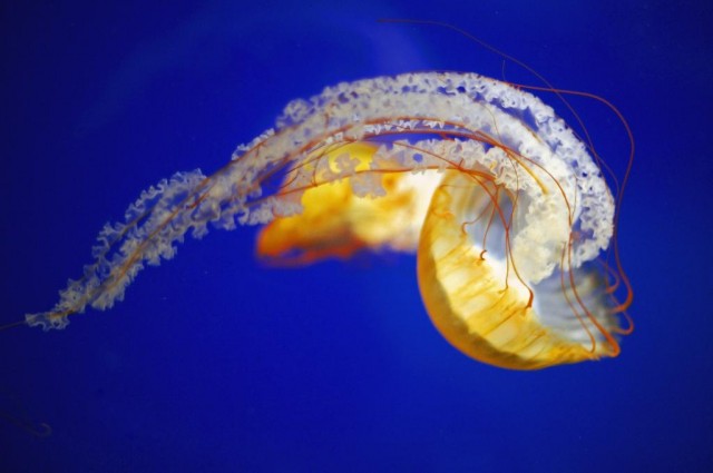 Jellyfish are the most energy-efficient swimmers, new metric confirms