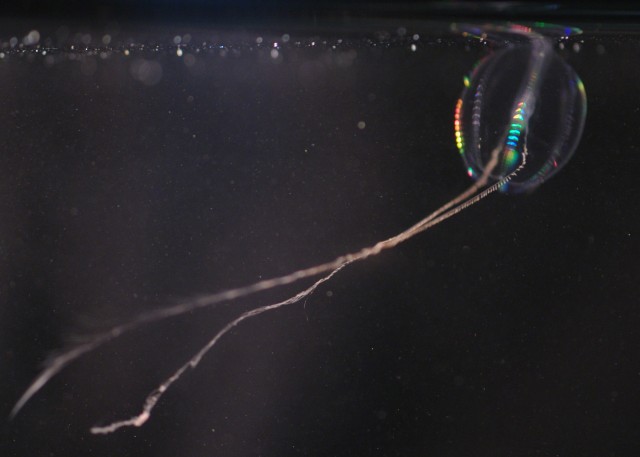 The Pacific sea gooseberry, complete with tentacles, muscles, and nerve cells.