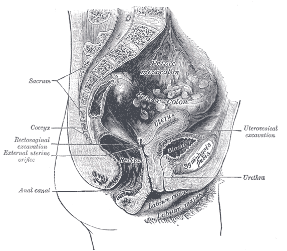 Urine and the bladder are not sterile, contain bacteria