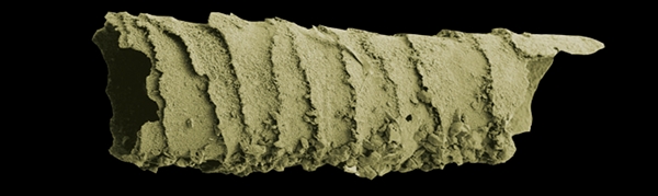 An electron micrograph of the concentric cones built by one species of <em>Cloudina</em>.
