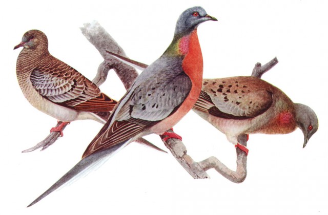 Humans not entirely at fault for passenger pigeon extinction