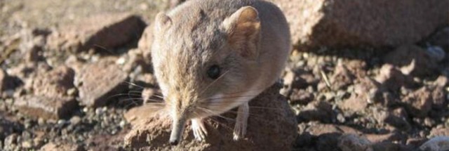 Tiny elephant-like mammal discovered in Namib Desert | Ars Technica