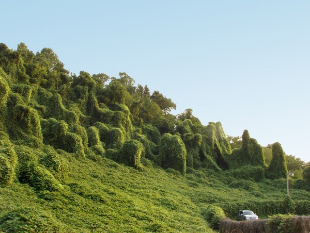 Invasive kudzu drives carbon out of the soil, into the atmosphere