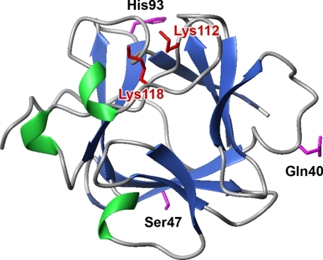 Growth factor restores insulin response in diabetic mice