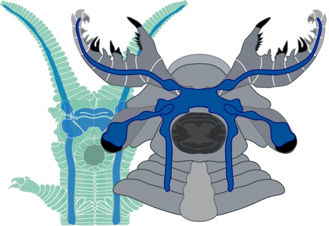 The organization of the nervous systems of the new species (right foreground) and a velvet worm (left).