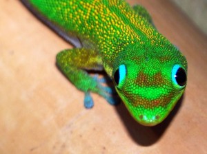 A day gecko.