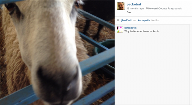 This isn't the only way Instagram and sheep are related.