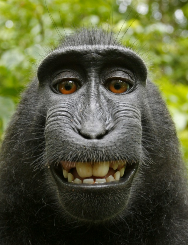 Monkey’s selfie cannot be copyrighted, US regulators say