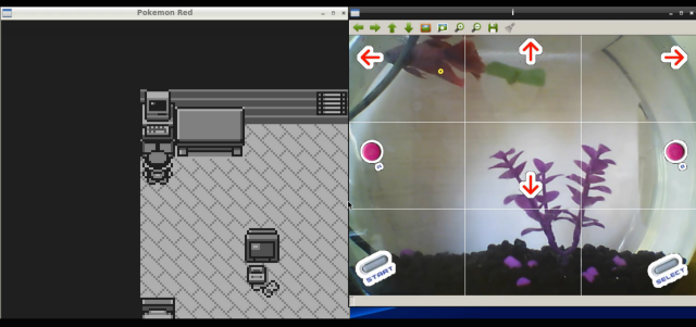 An actual fish has been playing Pokémon Red for 135 hours now