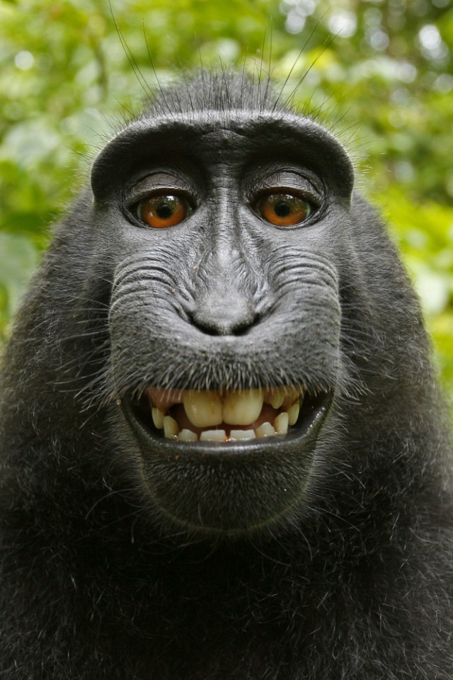 Wildlife photographer sends takedown note, says he owns monkey selfie