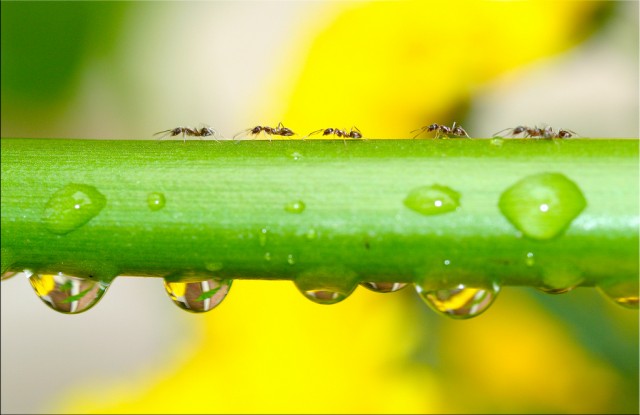 25 year experiment shows ants can break down minerals, sequester CO2
