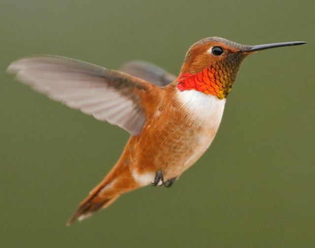 Dinosaurs lost the ability to taste sugar; hummingbirds re-evolved it