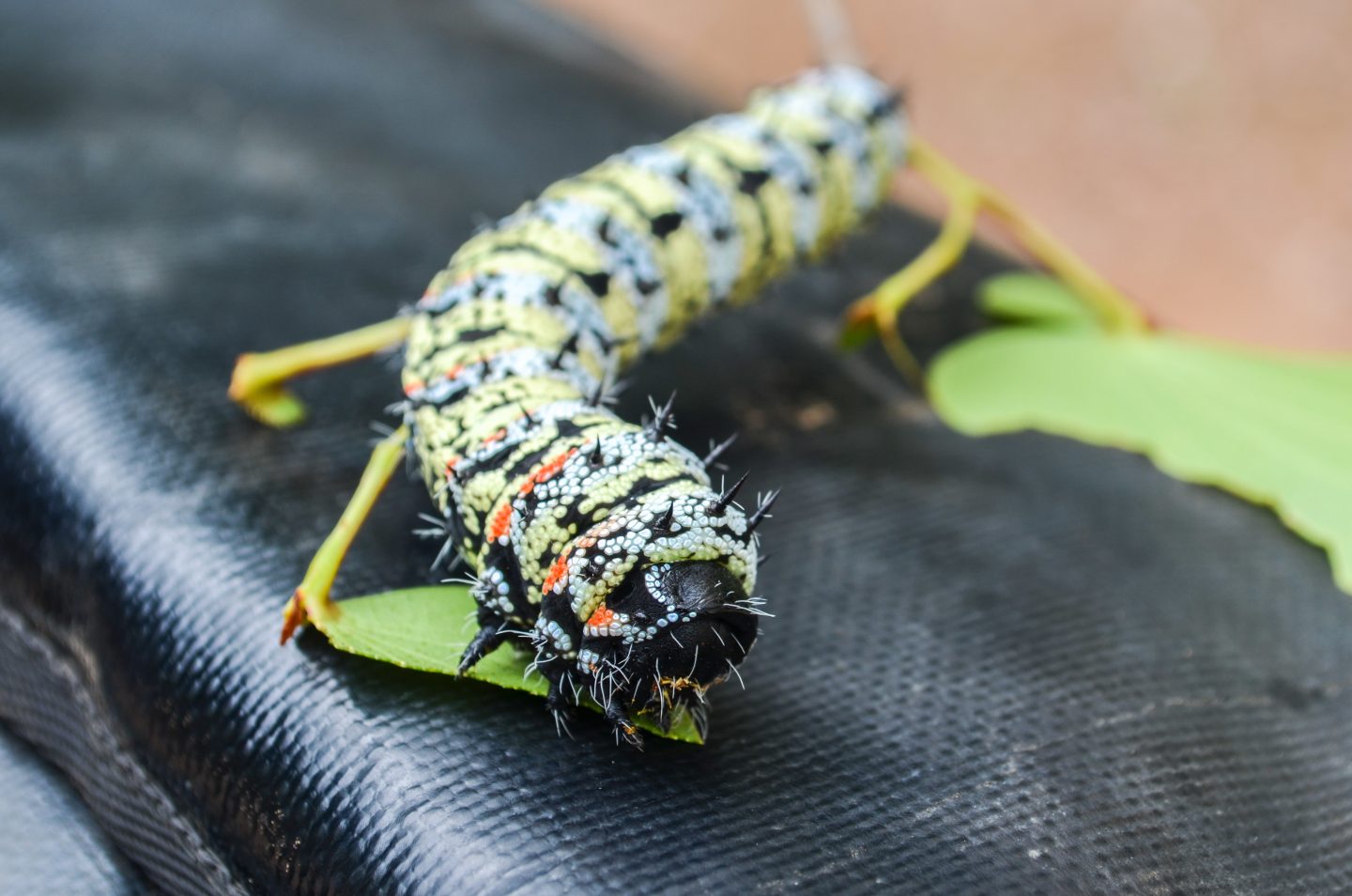 Lovely grub—are insects the future of food? - Ars Technica