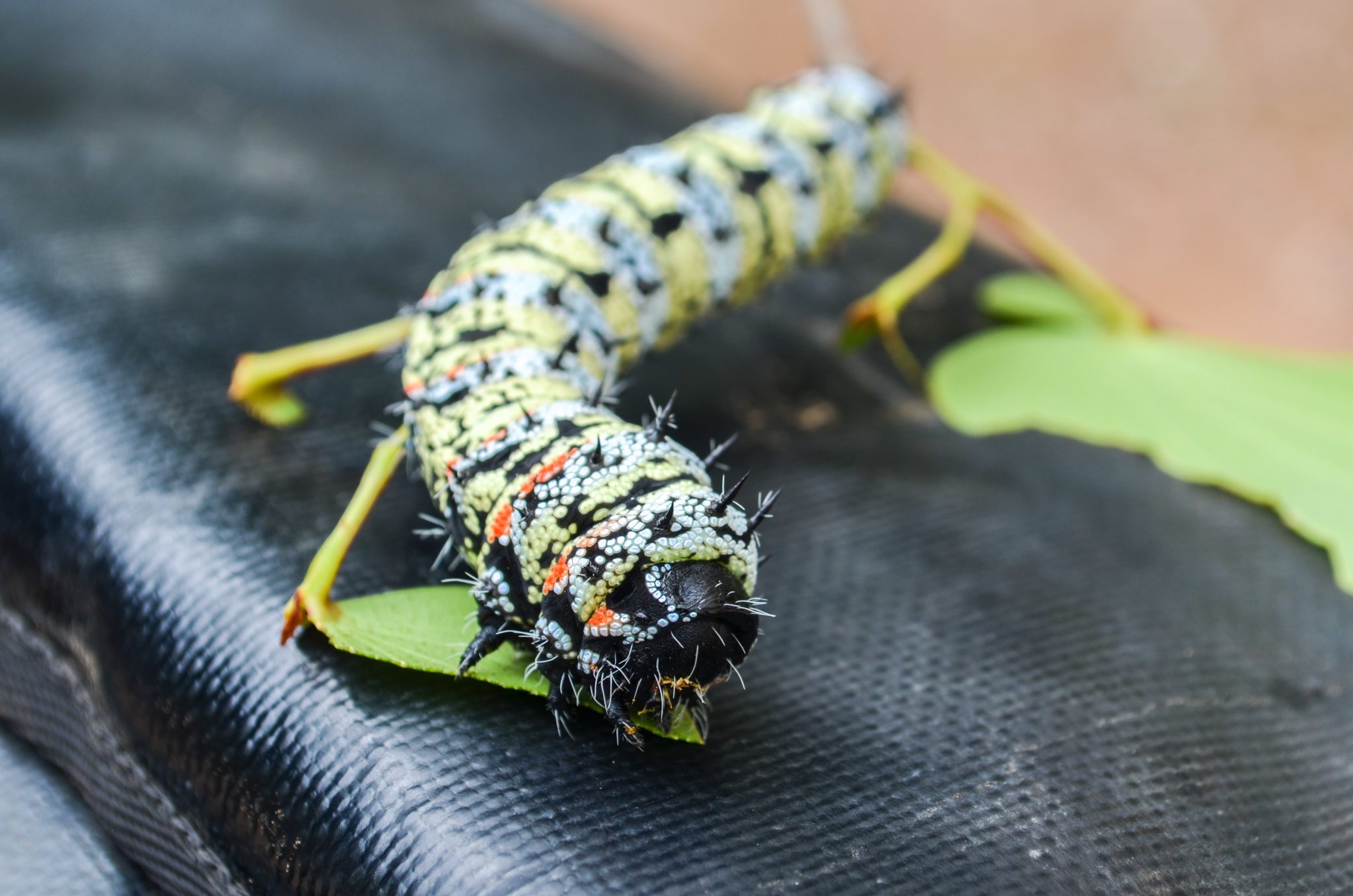 Colorful Grub Insect Lovely grub—are insects the future of food? - Ars Technica
