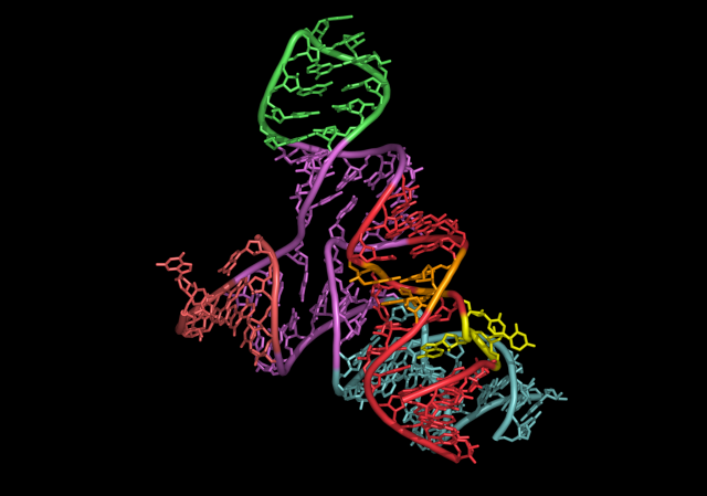 A different RNA-based enzyme, showing how complex even short molecules can be.