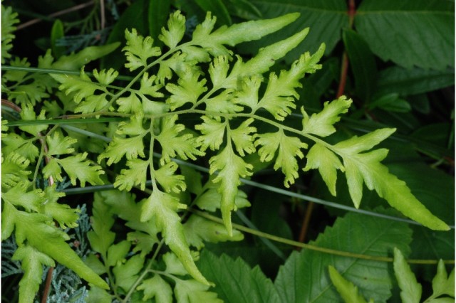 <em>Lygodium japonicum</em>, the fern in question.