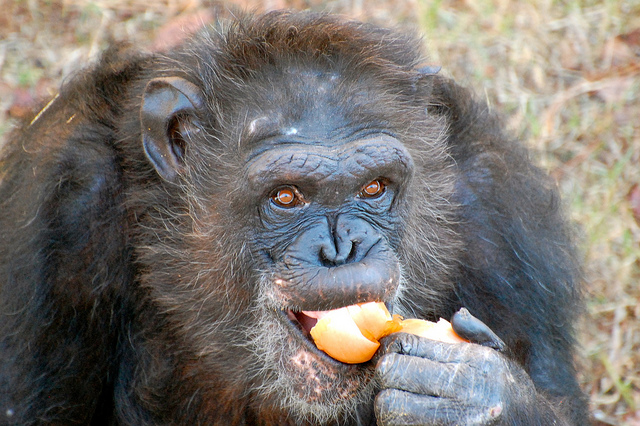 Chimps plan for their morning meals, helping fuel their big brains