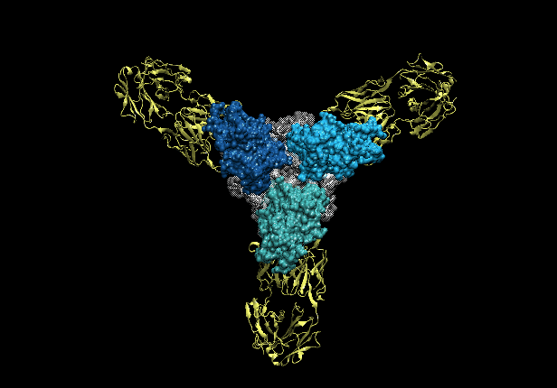 Three copies of the Ebola glycoprotein (blue) with antibodies (yellow) latched on to them.