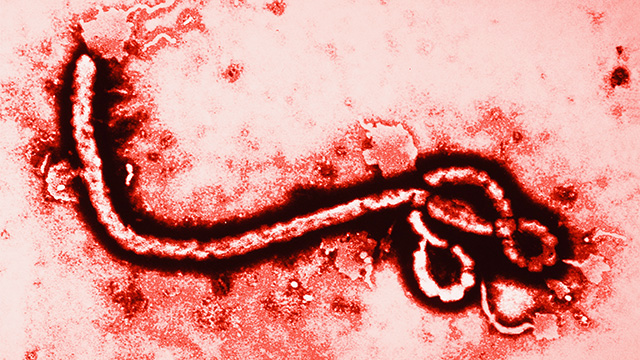 Ebola Virus: When Bad Things Happen to Good Blood Vessels - MedNorthwest