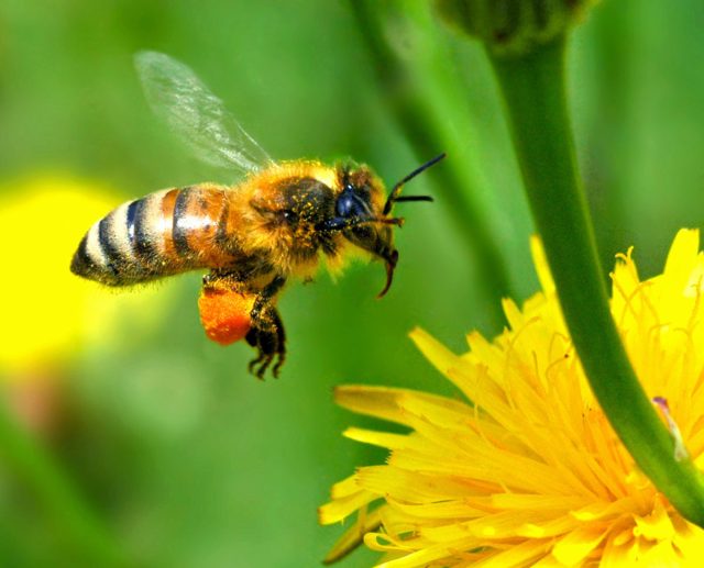 More problems for bees: we've wiped out their favorite ...