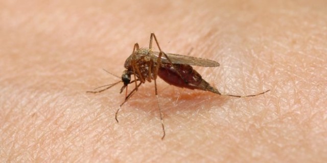 Mosquitos evolved to specialize on human prey