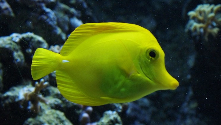 Транссексуалдар виртуалды Skype