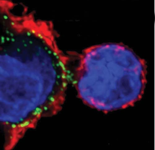A helper T cell (right) interacts with another immune cell.